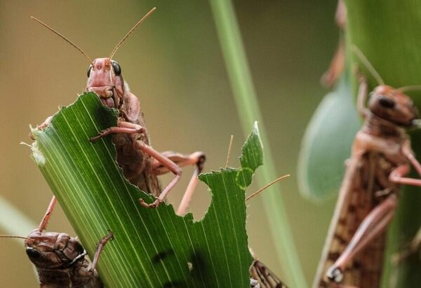 حکمرانی ملخهای مراکشی در باغات رودبار