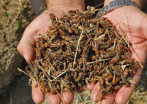 حکمرانی ملخهای مراکشی در باغات رودبار