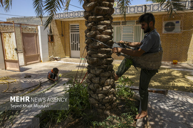 حصیر بافی با نخل خرما
