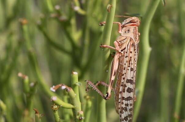 طغیان آفات نباتی با بهم خوردن زیستگاه آنها طغیان آفات نباتی با بهم خوردن زیستگاه آنها