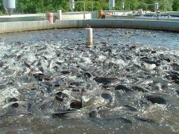 تولید ماهیان سردآبی در چهارمحال و بختیاری ۱۵ درصد افزایش یافت