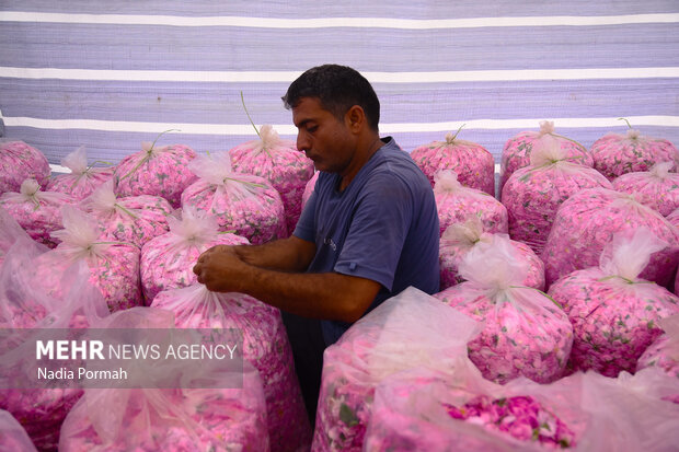 Harvesting damask roses in Alborz province
