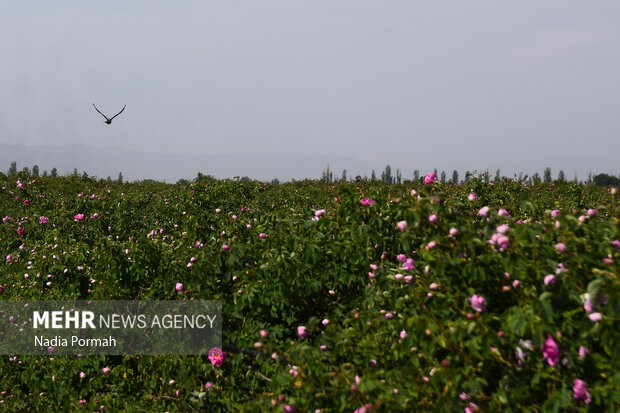 Harvesting damask roses in Alborz province
