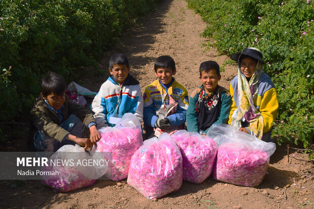 Harvesting damask roses in Alborz province
