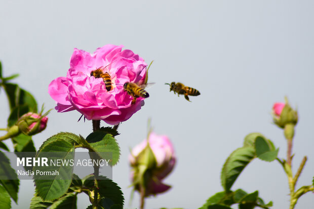 Harvesting damask roses in Alborz province
