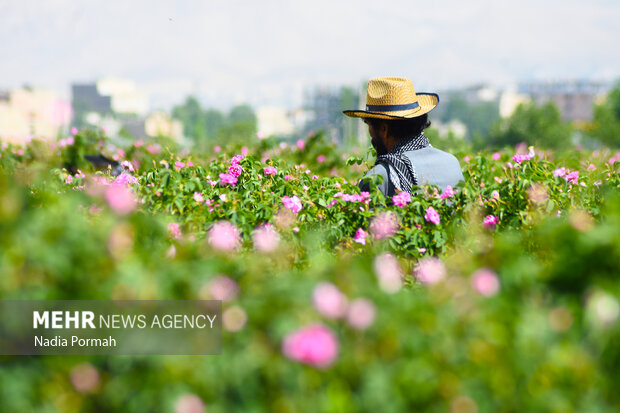 Harvesting damask roses in Alborz province
