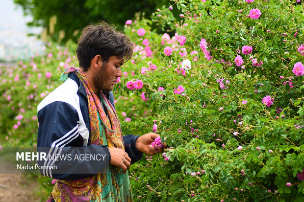 Harvesting damask roses in Alborz province
