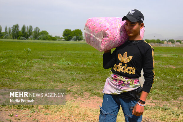 Harvesting damask roses in Alborz province
