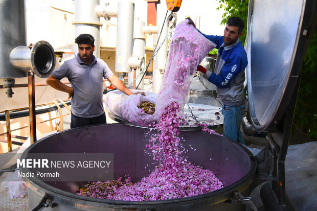 Harvesting damask roses in Alborz province
