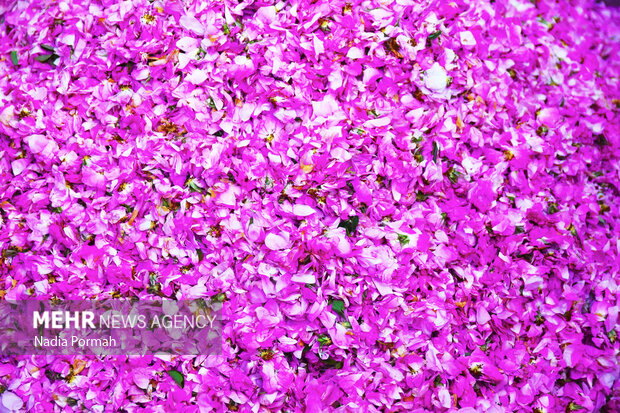 Harvesting damask roses in Alborz province
