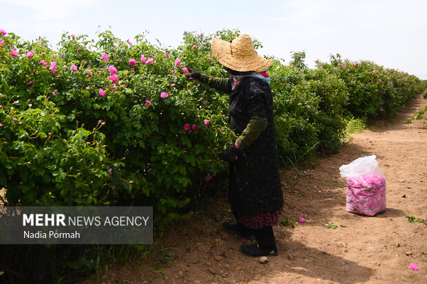 Harvesting damask roses in Alborz province
