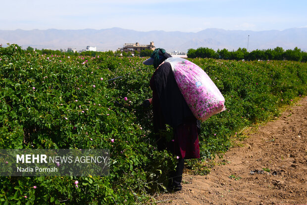 Harvesting damask roses in Alborz province
