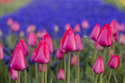 Tulip farm in NW Iran