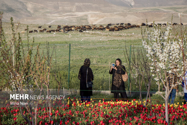 مزرعه لاله در روستای «اسپره خون» تبریز