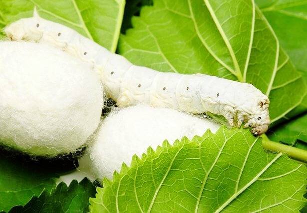 سهم کم نوغانداران از ارزش افزوده/ رغبت به صنعت ابریشم افزایش یافت