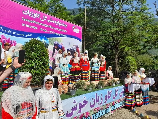 رودسر پایتخت گل گاوزبان کشور