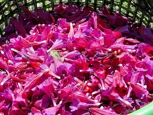 رودسر پایتخت گل گاوزبان کشور