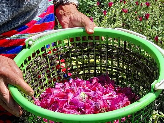 رودسر پایتخت گل گاوزبان کشور