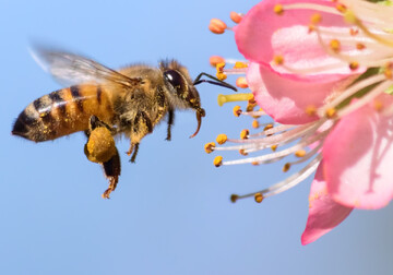 رهاسازی زنبور «هابرو براکون» در۲۲۵۰ هکتار از مزارع کهگیلویه و بویراحمد
