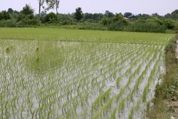 سمپاشی و تخریب ۵۷۰ مزرعه و خزانه برنج در کرمانشاه