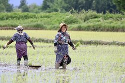 Planting rice seedlings in paddy fields of N Iran