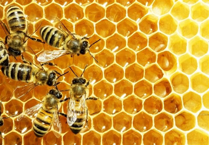  ‏عسل ایلام یکی از باکیفیت ترین عسل‌های تولیدی در کشور است