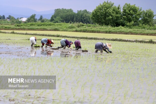 İran'da çiftçiler pirinç ekimine başladı