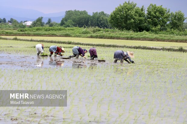 نشاء سنتی برنج در شالیزارهای گیلان