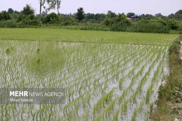 بیش از سه هزار هکتار از شالیزارهای قزوین به زیر کشت برنج می‌رود