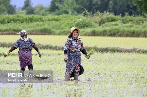نشاء سنتی برنج در شالیزارهای گیلان