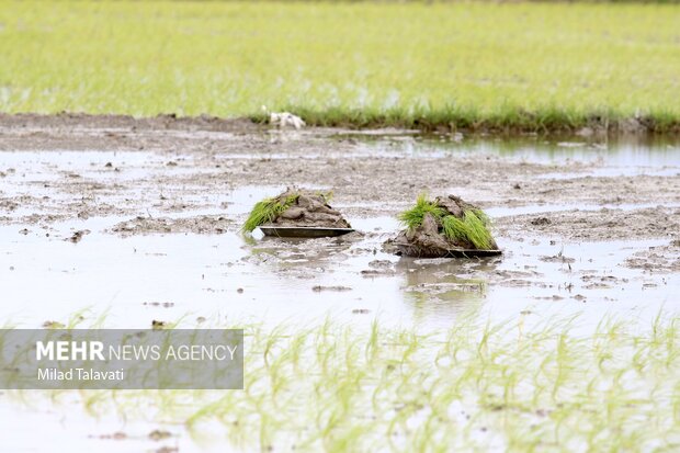 اقدامات موسسه تحقیقات برنج کشور برای افزایش تولیدبرنج درخشکهکاری