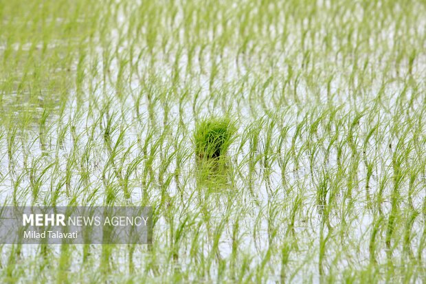 نشای برنج در اراضی شالیزاری وقفی مازندران