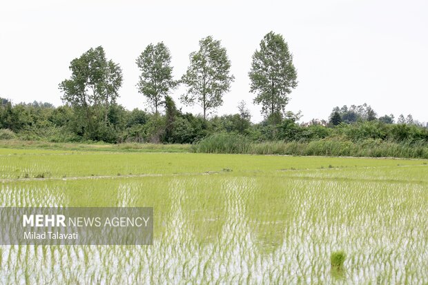 کمآبی در سرزمین جنگل و دریا