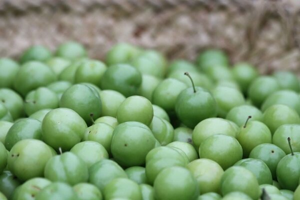 مروارید سبز شاقاجی برندسازی میشود