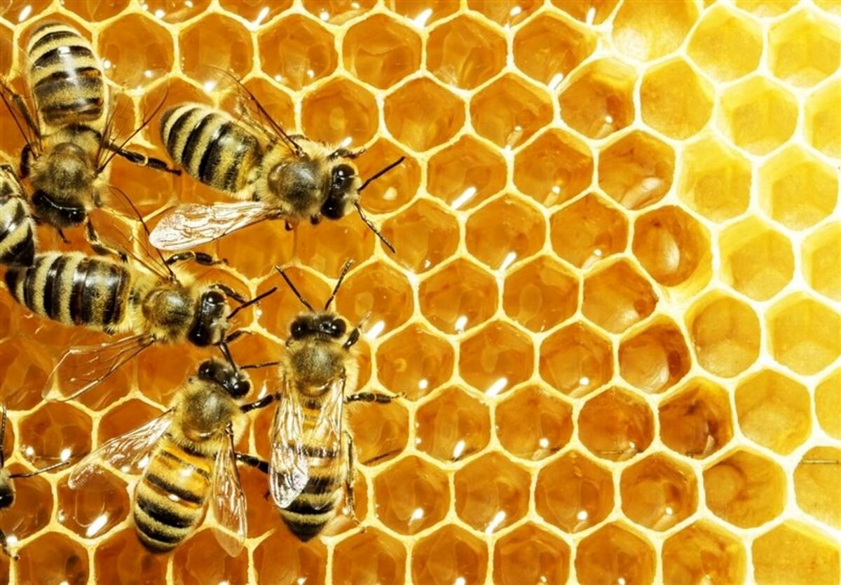 جایگاه سوم استان فارس در تولید عسل کشور