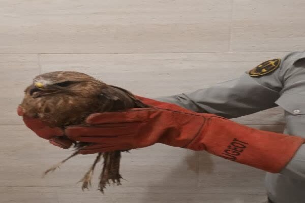 ۶ کوخه‌ زنده‌گیری پرندگان شکاری در قشم تخریب شد