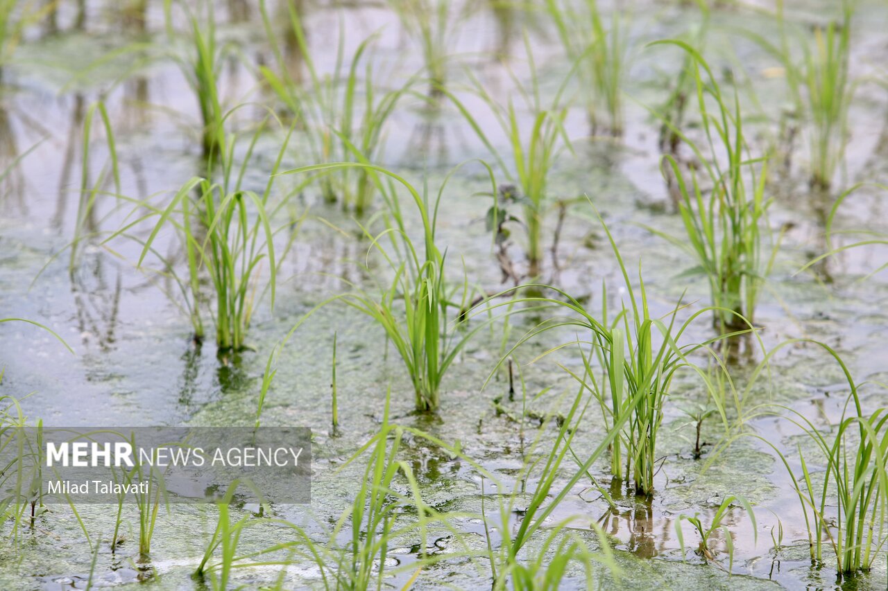 کاشت صیفی‌جات و برنج چالش سر راه اجرای طرح اصلاح الگوی کشت است