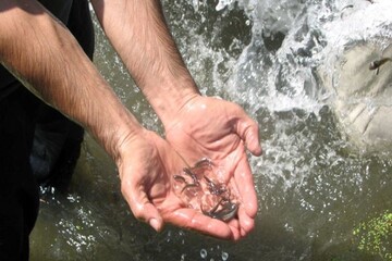 رهاسازی ۴۶۰ هزار قطعه بچه ماهی بومی در تالاب شادگان