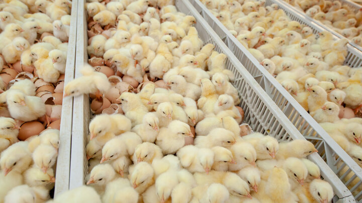 جوجه ریزی در مرغداری‌های بوشهر ۶۰ درصد افزایش یافت
