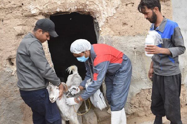 اردوی جهادی واکسیناسیون دامپزشکی در بهاباد آغاز شد