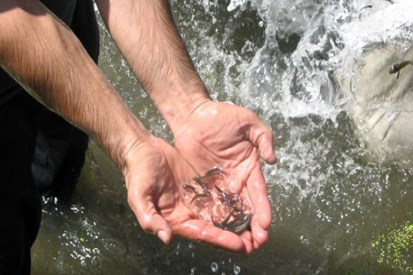۱۰۰ هزار قطعه بچه ماهی «تیلاپیا» در خراسان جنوبی توزیع می شود