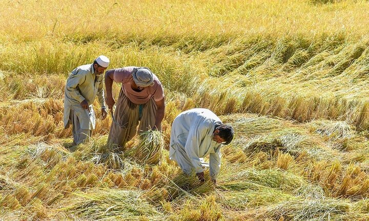 تحقق ۵۰ درصدی تعهد اشتغال بخش کشاورزی سیستان و بلوچستان