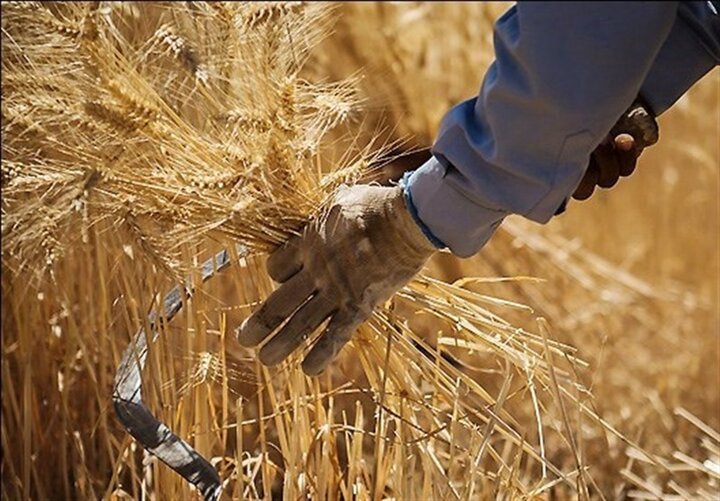 31 مرکز خرید گندم تضمینی در استان سمنان ایجاد شده است