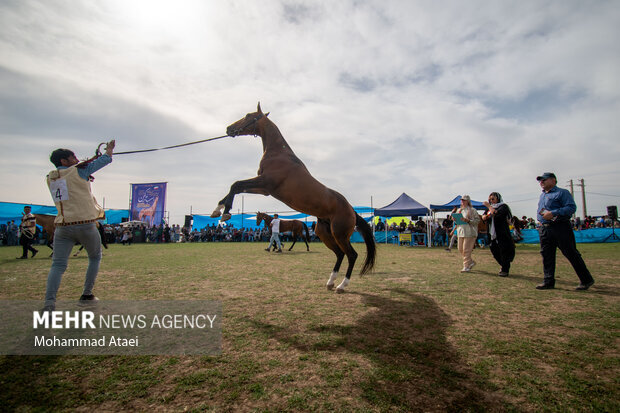پرونده ثبت جهانی اسب کُرد تشکیل میشود