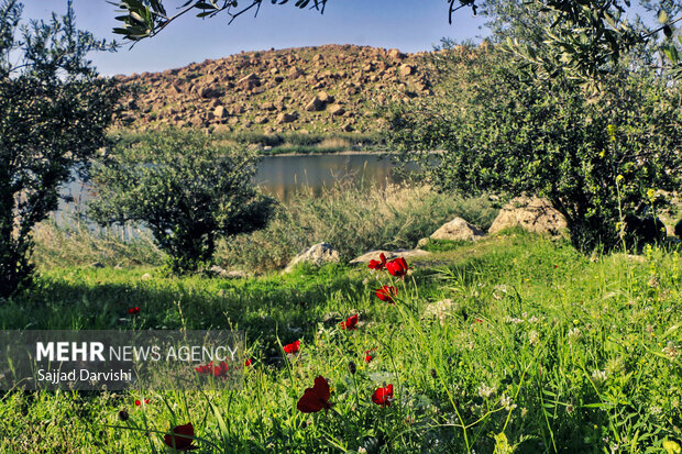 سال زراعی پُرباران در لرستان؛ آیا کمبود بلندمدت جبران شد؟