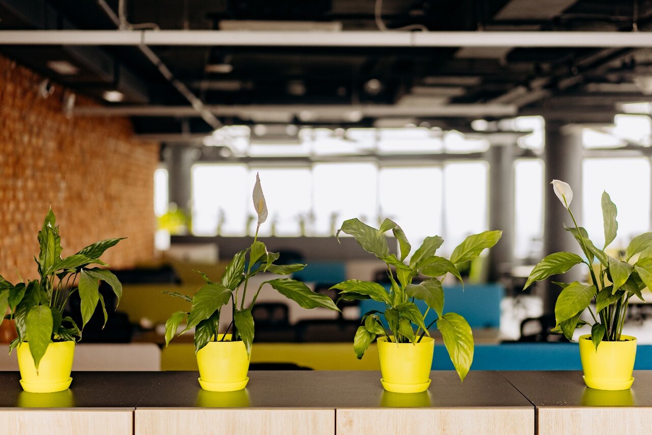 Incorporating plants into office interior design