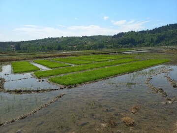 تغییرات اقلیمی منجر به خشکسالی در زراعت شده است