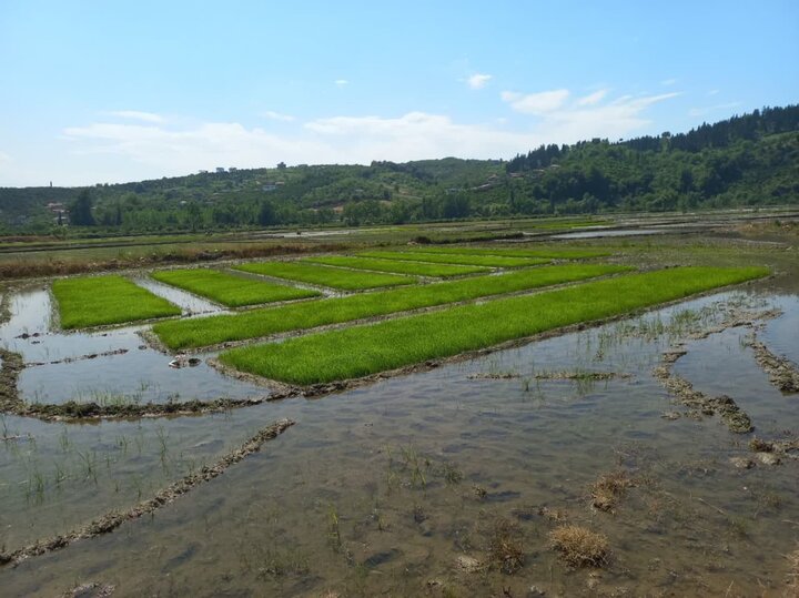 پایین بودن مکانیزاسیون در قطب برنج کشور/ کشاورزان راغب نیستند