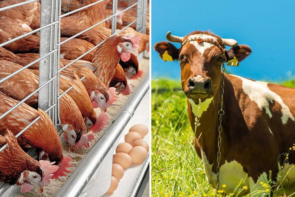 سالانه ۲.۶ میلیون تن گوشت سفید در کشور تولید می‌شود