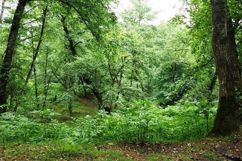 النگدره در چنگ پارادوکس فرهنگ و طبیعت/ هرکسی فریاد خودش را می زند